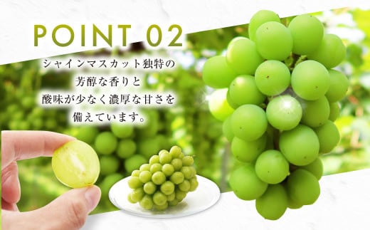 シャインマスカット 晴王 2kg ぶどう 葡萄 フルーツ 果物 岡山県 岡山県産 2026年 先行予約 【2026年9月下旬-10月下旬発送予定】