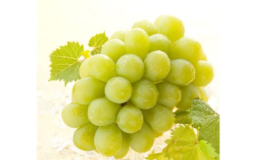 【ぶどう定期便3回】（マスカットオブアレキサンドリア・ニューピオーネ・晴王）