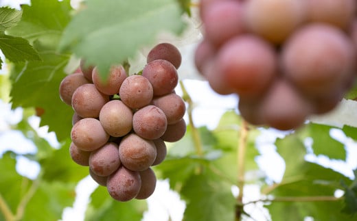 【訳あり】 《種なし》 岡山県産 クイーンニーナ 約2kg（5～7房） 【2025年8月下旬～2025年9月下旬発送予定】 ／ ぶどう ブドウ 葡萄 大粒 種なし 種無し フルーツ 果物 くだもの 果実