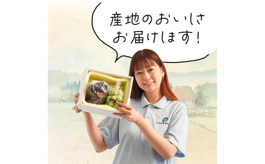 岡山県産 ぶどう詰合 ／ ニューピオーネ 1房 ・ シャインマスカット 晴王 1房 （各480g以上） 化粧箱入り 【2026年8月下旬-10月上旬迄発送予定】 ／ 葡萄 ぶどう マスカット 果物 果実 フルーツ 詰め合わせ 詰合せ 岡山県 美咲町 冷蔵