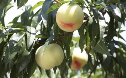 白桃 6玉 （1.5kg以上） 等級 ： ロイヤル 化粧箱入り