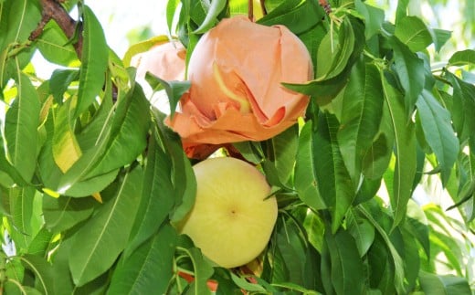 【 ご 家庭 用 】 岡山 白桃 2種 6玉 1.5kg 【 2026年7月上旬から8月下旬頃発送予定 】 ／ 果物 くだもの フルーツ もも 桃 甘い 香り 柔らかい ジューシー 美味しい 岡山県 美咲町