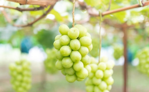 ご家庭用 シャインマスカット 3～5房 （2kg以上） 【2026年8月下旬から10月上旬頃発送予定】 ／ くだもの 果物 果実 フルーツ ぶどう ブドウ 葡萄 マスカット 冷蔵 岡山県 美咲町