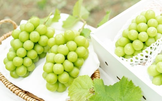 【2回定期便】 贈答用 ピオーネ or オーロラブラック 2房 （1kg以上） ＆ シャインマスカット 2房 （合計1kg以上） 【2026年7月下旬から順次発送予定】 ／ くだもの 果物 果実 フルーツ ぶどう ブドウ 葡萄 マスカット 冷蔵 岡山県 美咲町