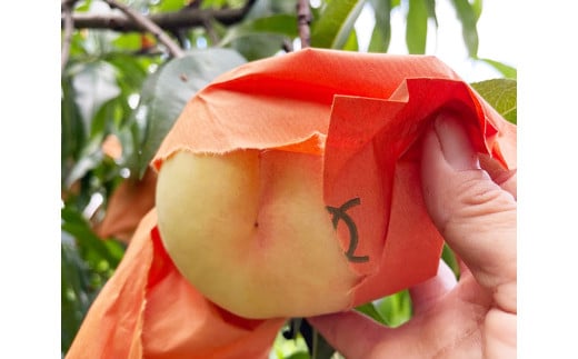 【先行予約】 とろける果肉とたっぷり果汁の岡山の白桃・清水白桃 1.5kg箱（約4個～6個） 【2025年7月下旬～2025年8月上旬発送予定】 ／ 桃 もも モモ はくとう しみずはくとう 果物 くだもの フルーツ デザート 冷蔵