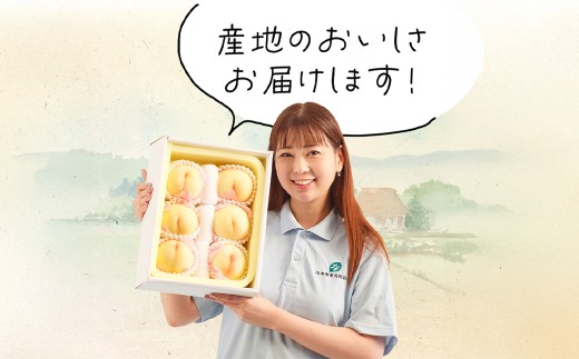 【3回定期便】岡山県産 フルーツ定期便コース （白桃 ・ ニューピオーネ ・ 晴王） 【2026年7月上旬発送開始】 ／ 3回 桃 もも 葡萄 ぶどう シャインマスカット マスカット 果物 果実 フルーツ 旬 定期便 岡山県 美咲町 冷蔵