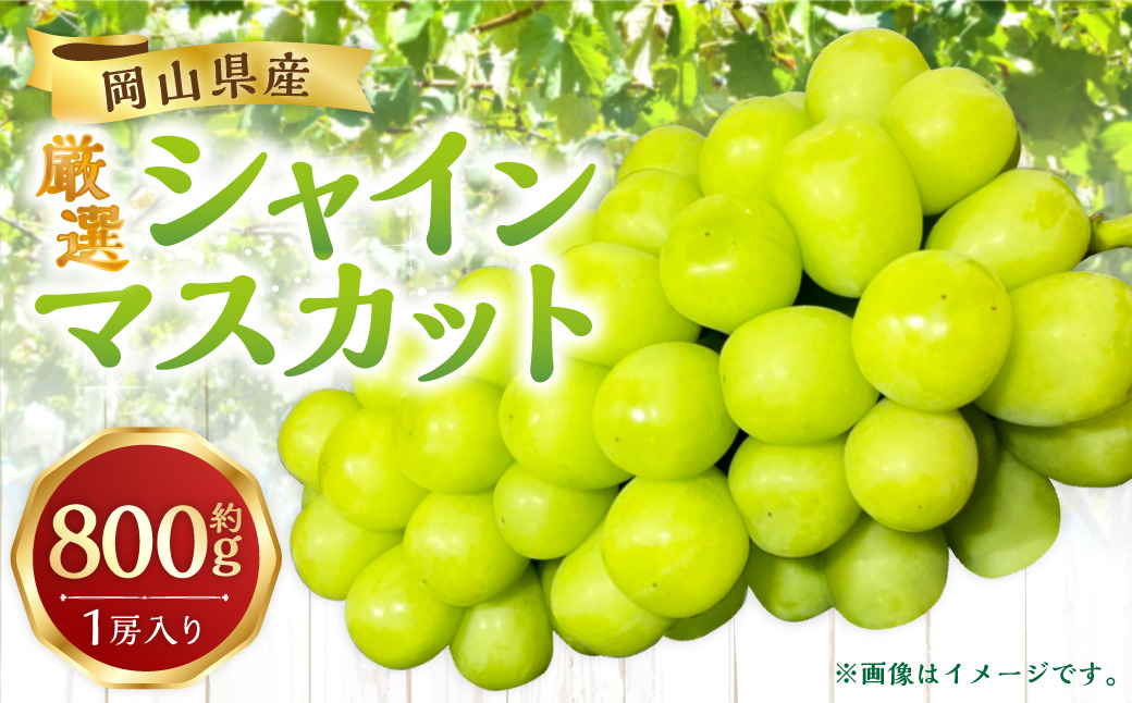 【先行予約】 厳選 シャインマスカット 約800g 1房入り ／ マスカット ぶどう ブドウ フルーツ 【2026年9月下旬-10月下旬発送予定】