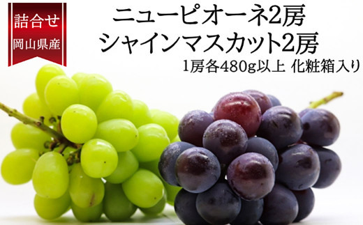詰合 ／ ニューピオーネ 2房 ・ シャインマスカット 晴王 2房 （1房各480g以上） 化粧箱入り 【2026年9月上旬～10月上旬迄発送予定】／ 葡萄 ぶどう マスカット 果物 果実 フルーツ 種なし 詰め合わせ 詰合せ 岡山県 美咲町 冷蔵