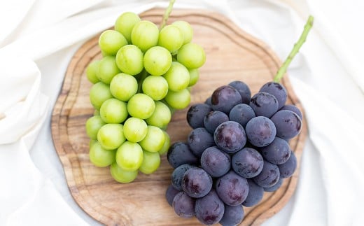 【2回定期便】 ピオーネ or オーロラブラック 3～5房 （2kg以上） ＆ シャインマスカット 3～5房 （2kg以上） 【2026年7月下旬から順次発送予定】 ／ くだもの 果物 果実 フルーツ ぶどう ブドウ 葡萄 マスカット 冷蔵 岡山県 美咲町