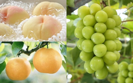 【3回定期便】岡山県産 フルーツ定期便コース （白桃 ・ シャインマスカット 晴王 ・ あたご梨） 【2025年7月上旬発送開始】 ／ 3回 桃 もも マスカット 葡萄 ぶどう 梨 なし 果物 果実 フルーツ 旬 定期便 岡山県 美咲町 冷蔵 常温