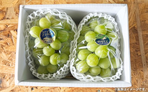 ぶどう 2026年 先行予約 シャイン マスカット 1房 700g以上 【2026年9月上旬～9月下旬発送予定】 ／ ブドウ 葡萄 シャインマスカット 種なし 皮ごと 岡山県産 国産 フルーツ 果物 ギフト 河本農園 岡山県 美咲町 冷蔵