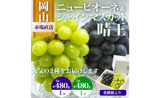 岡山県産 ぶどう詰合 ／ ニューピオーネ 1房 ・ シャインマスカット 晴王 1房 （各480g以上） 化粧箱入り 【2025年8月下旬～10月上旬発送予定】 ／ 葡萄 ぶどう マスカット 果物 果実 フルーツ 詰め合わせ 詰合せ 岡山県 美咲町 冷蔵