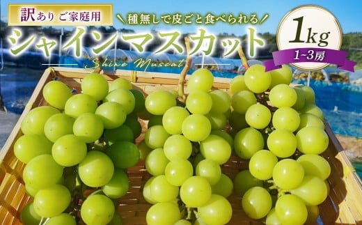 訳あり シャインマスカット 1～3房 1kg ご家庭用 マスカット ブドウ ぶどう 葡萄 果物 くだもの フルーツ 家庭用 【 2026年10月上旬～12月下旬迄発送予定 】