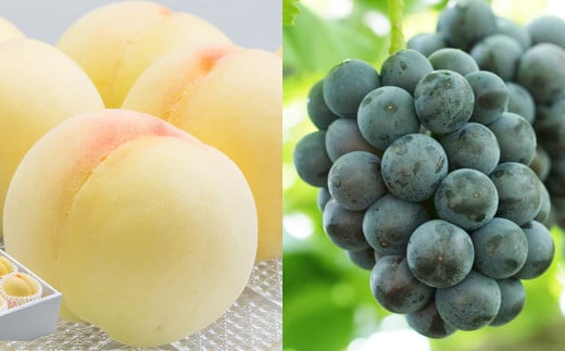 詰合 ／ 白桃 （1玉220g以上） 2玉 ・ ニューピオーネ （1房480g以上） 2房 化粧箱入り【2025年7月下旬～8月上旬発送予定】 ／ 桃 もも 葡萄 ぶどう 果物 果実 フルーツ 旬 詰め合わせ 詰合せ 岡山県 美咲町 冷蔵