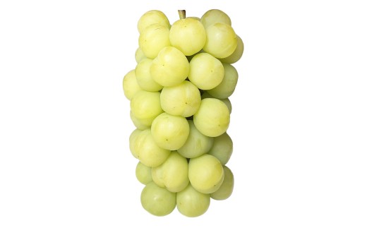 ぶどう 2026年 先行予約 瀬戸ジャイアンツ 3房 合計2kg以上 【2026年9月上旬～9月下旬発送予定】 ／ 桃太郎ぶどう ブドウ 葡萄 皮ごと 岡山県産 国産 フルーツ 果物 ギフト 河本農園 岡山県 美咲町 冷蔵