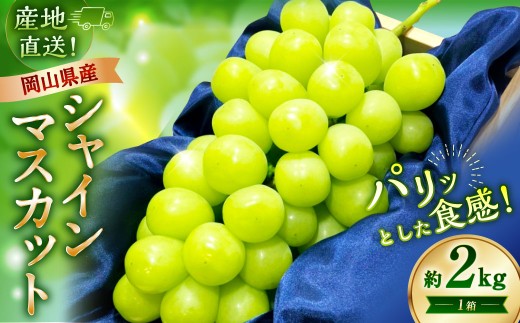 【先行予約】 岡山県産 シャインマスカット 2kg 1箱 ／ フルーツ 果物 くだもの 食品 人気 おすすめ 【2026年9月下旬-10月下旬発送予定】
