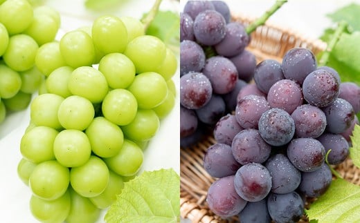 おまかせぶどう 3品種 詰め合わせ 2kg（3～6房） 【2026年8月上旬から8月下旬頃発送予定】 ／ くだもの 果物 果実 フルーツ ブドウ 葡萄 マスカット 冷蔵 岡山県 美咲町
