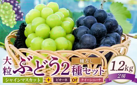 大粒 ぶどう 2種 セット シャインマスカット他 2房 計約1.2kg 【2026年10月上旬から発送予定】 ／ シャインマスカット マスカット 葡萄 ブドウ 種無し 種なし