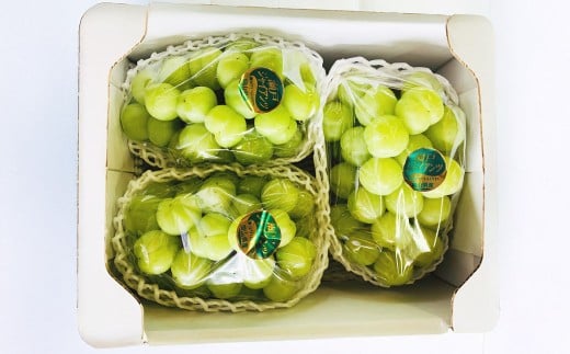 ぶどう 2026年 先行予約 シャイン マスカット 3～4房 合計2kg以上 【2026年9月上旬～9月下旬発送予定】 ／ ブドウ 葡萄 シャインマスカット 種なし 皮ごと 岡山県産 国産 フルーツ 果物 ギフト 河本農園 岡山県 美咲町 冷蔵