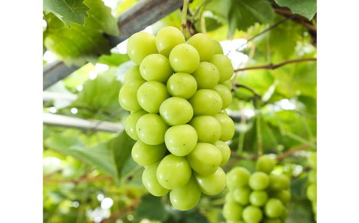 シャインマスカット 晴王 4房（1房480g以上）【2026年8月下旬～10月下旬まで発送予定】 ／ マスカット 葡萄 ぶどう 果物 果実 フルーツ 種なし 皮ごと 大粒 岡山県 美咲町 冷蔵