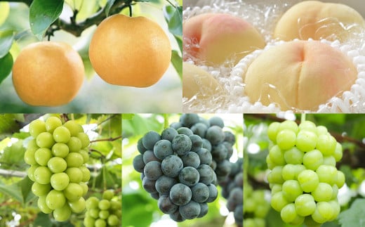 【5回定期便】岡山県産 フルーツ定期便コース （マスカットオブアレキサンドリア ・ 白桃 ・ ニューピオーネ ・ シャインマスカット 晴王 ・ あたご梨） 【2025年7月上旬発送開始】 ／ 5回 マスカット 葡萄 ぶどう 桃 もも 梨 なし 果物 果実 フルーツ 旬 定期便 岡山県 美咲町 冷蔵 常温