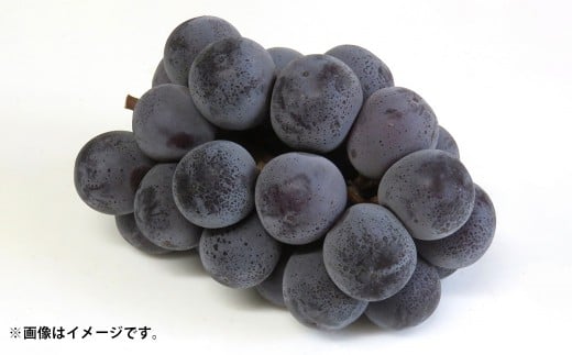 先行予約岡山県産ニューピオーネ 約500g×2房 計約1kg【2026年8月下旬～10月下旬まで順次発送予定】 葡萄 ぶどう ブドウ フルーツ 果物 冷蔵