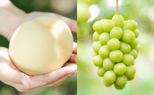 【2回定期便】 岡山白桃 （清水白桃orおかやま夢白桃） 4～6玉 （1.2kg以上） ＆ シャインマスカット 2房 （1kg以上） 【2026年7月下旬から順次発送予定】 ／ くだもの 果物 果実 フルーツ 桃 もも モモ 白桃 ピーチ ぶどう ブドウ 葡萄 マスカット 冷蔵 岡山県 美咲町