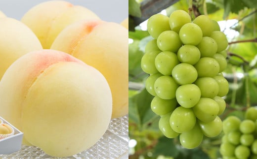 【2回定期便】岡山県産 フルーツ定期便コース（白桃 ・ シャインマスカット 晴王） 【2026年7月上旬発送開始】 ／ 2回 桃 もも マスカット 葡萄 ぶどう 果物 果実 フルーツ 旬 定期便 岡山県 美咲町 冷蔵