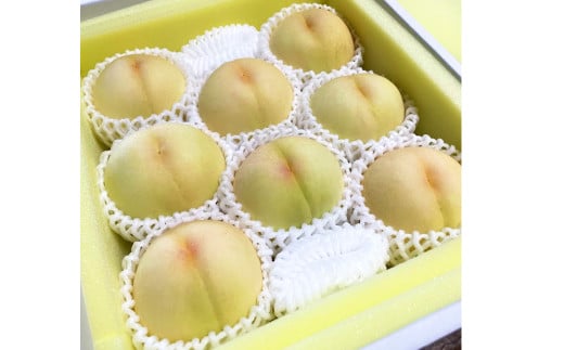 【先行予約】 とろける果肉とたっぷり果汁の岡山の白桃・清水白桃 2kg箱（約6個～9個） 【2025年7月下旬～8月上旬発送予定】 ／ 桃 もも モモ はくとう しみずはくとう 果物 くだもの フルーツ デザート 冷蔵