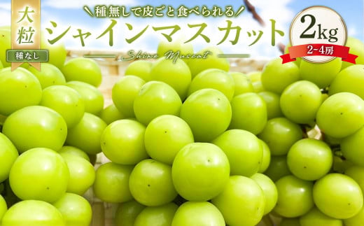 大粒 シャインマスカット 2～4房 計約2kg 【2026年10月上旬から12月下旬頃迄発送予定】 ／ マスカット 葡萄 ブドウ 種無し 種なし