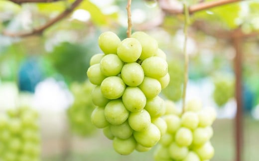 ご家庭用 シャインマスカット 2～3房 （1kg以上） 【2026年8月下旬から10月上旬頃発送予定】 ／ くだもの 果物 果実 フルーツ ぶどう ブドウ 葡萄 マスカット 冷蔵 岡山県 美咲町