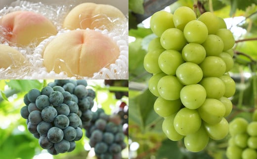 【3回定期便】岡山県産 フルーツ定期便コース （白桃 ・ ニューピオーネ ・ 晴王） 【2025年7月上旬発送開始】 ／ 3回 桃 もも 葡萄 ぶどう シャインマスカット マスカット 果物 果実 フルーツ 旬 定期便 岡山県 美咲町 冷蔵