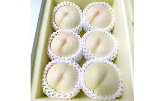 【先行予約】 希少品種の岡山の白桃 ・ 甘甘燦燦 1.5kg箱（約4個～6個） 【2025年9月発送予定】 ／ 桃 もも モモ はくとう あまあまさんさん 果物 くだもの フルーツ デザート 冷蔵