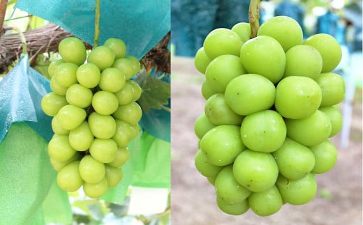 シャインマスカット 2房 約1.2kg 【2025年9月上旬～10月下旬発送予定】 ／ マスカット 葡萄 ブドウ 種無し 種なし