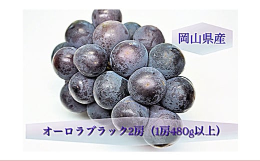 オーロラブラック2房（1房480g以上）化粧箱入り