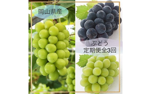 【ぶどう定期便3回】（マスカットオブアレキサンドリア・ニューピオーネ・晴れ王）