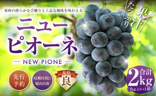 ニューピオーネ（良） 2kg ぶどう 葡萄 フルーツ 果物 岡山県 岡山県産 2026年 先行予約 【2026年8月下旬-9月下旬発送予定】