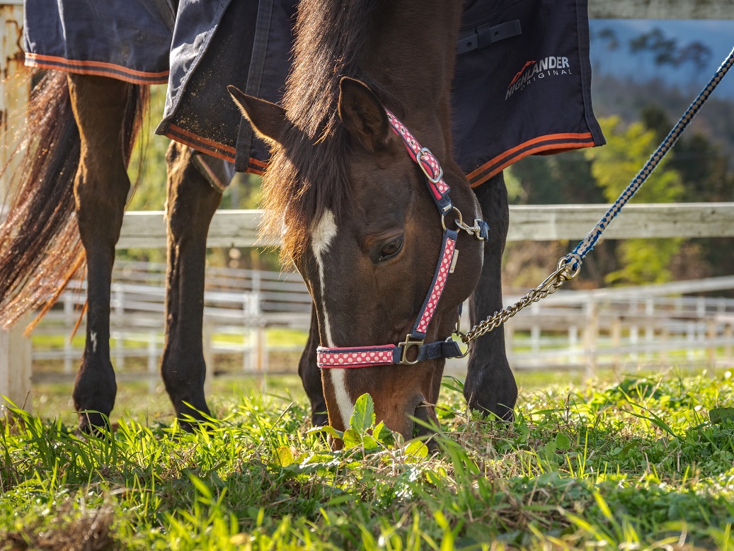 【引退競走馬支援!】引馬体験コース（初心者向け・1人分）