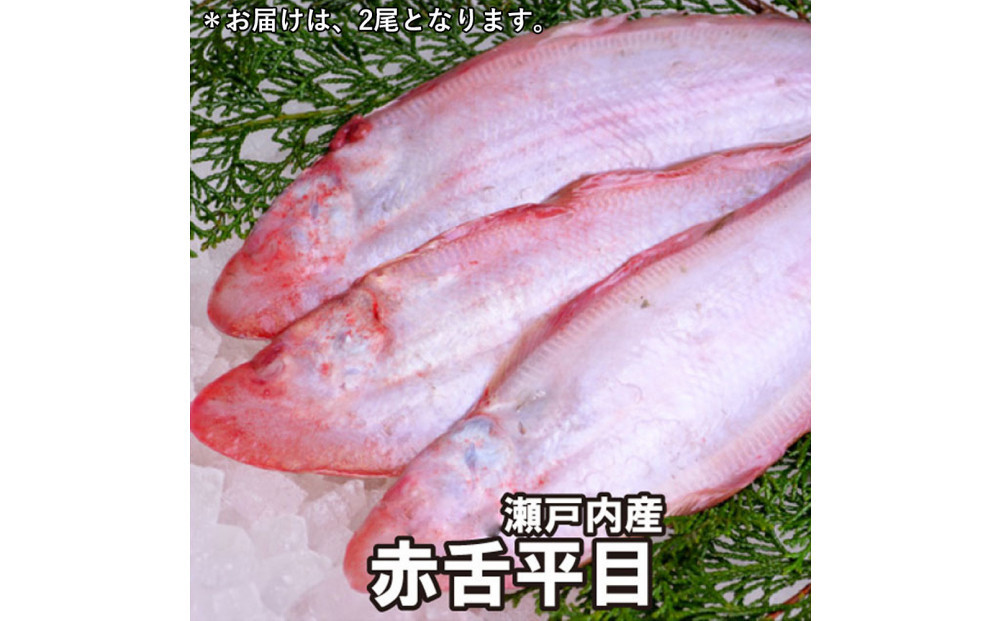 【鱗、内臓処理】赤舌平目 2尾（1尾、約250g～300g）れんちょうがれい レンチョウ