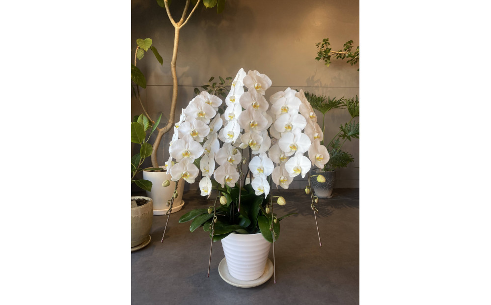 胡蝶蘭大輪5本立ち（1本につき10〜13輪蕾込）