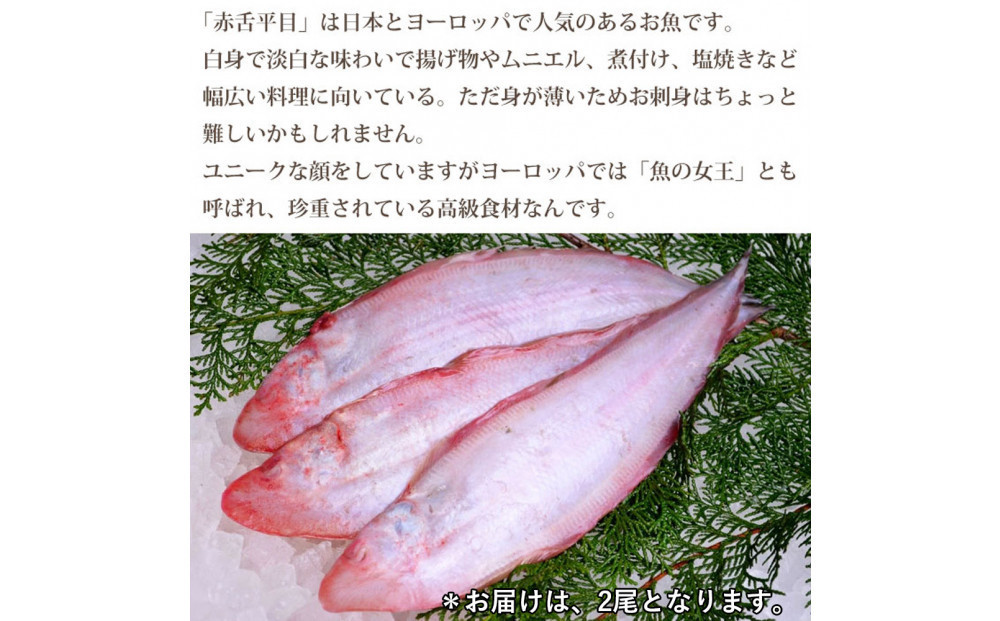 【下処理なし】赤舌平目 2尾（1尾、約250g～300g）れんちょうがれい レンチョウ
