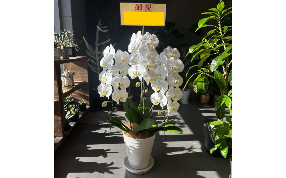 胡蝶蘭大輪3本立ち（1本につき10〜13輪蕾込）