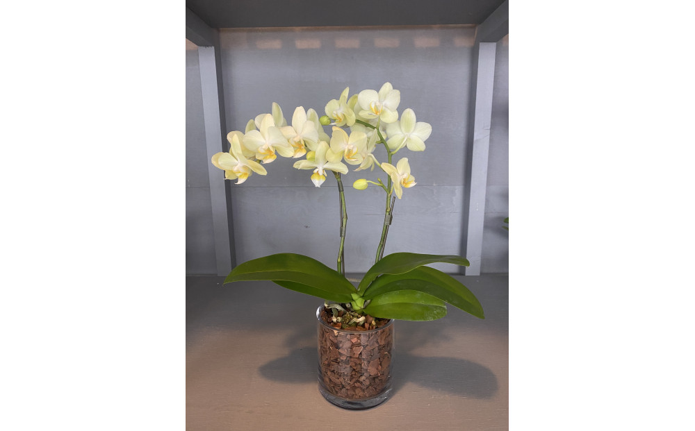 マイクロ胡蝶蘭