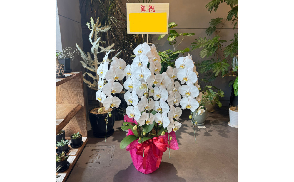 胡蝶蘭大輪5本立ち（1本につき10〜13輪蕾込）