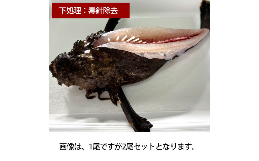 【背中の毒針除去】【先行予約】活き締めオコゼ2尾セット（2人前）ポン酢付き 虎魚 おこぜ 薄造り 唐揚げ