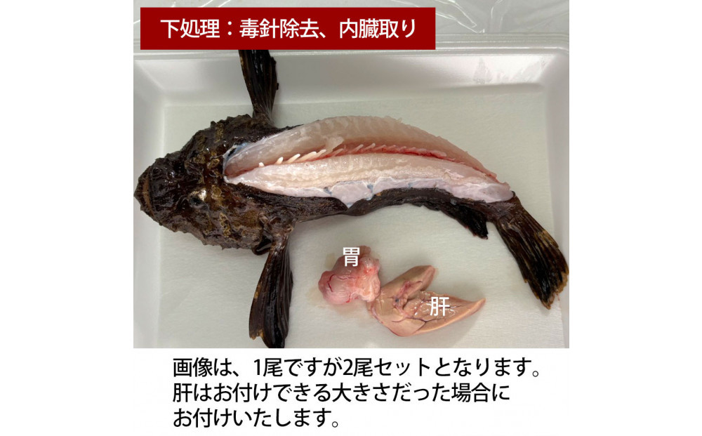 【内臓、背中の毒針除去】【先行予約】活き締めオコゼ2尾セット（2人前）ポン酢付き 虎魚 おこぜ 薄造り 唐揚げ