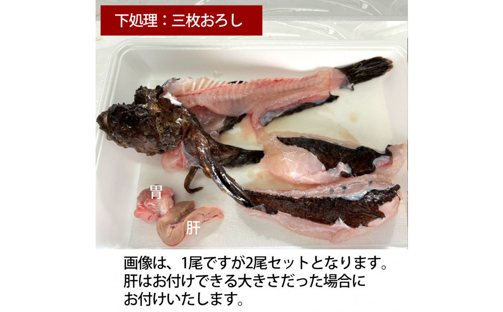 【三枚おろし皮付き（唐揚げ用）】【先行予約】活き締めオコゼ2尾セット（2人前）ポン酢付き 虎魚 おこぜ 薄造り 唐揚げ