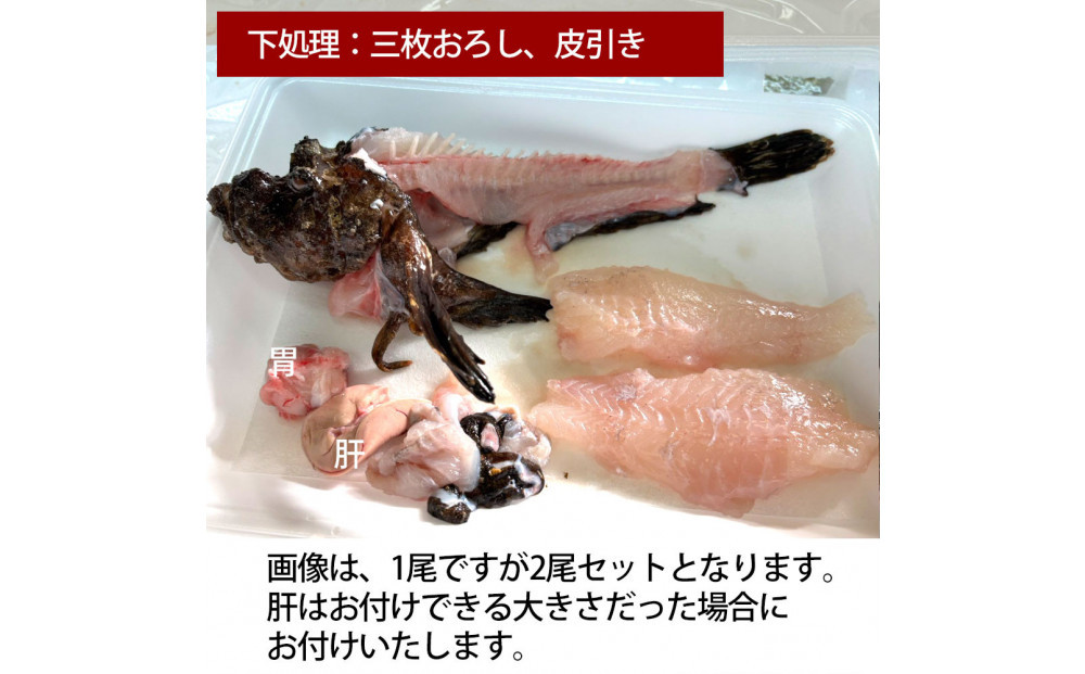 【三枚おろし（刺身用）】【先行予約】活き締めオコゼ2尾セット（2人前）ポン酢付き 虎魚 おこぜ 薄造り 唐揚げ