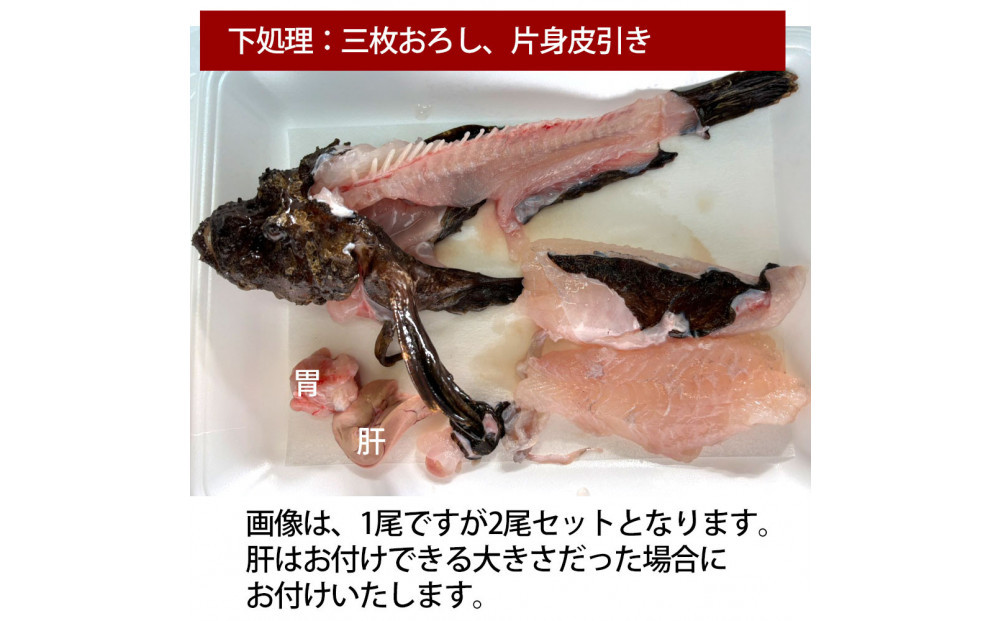【片身三枚おろし（唐揚げ用）、片身三枚おろし皮引き（刺身用）】【先行予約】活き締めオコゼ2尾セット（2人前）ポン酢付き 虎魚 おこぜ 薄造り 唐揚げ