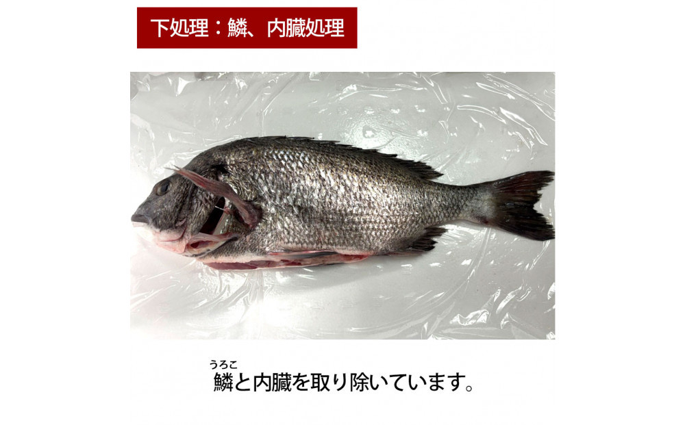 【鱗、内臓処理】黒鯛 1尾（約1ｋg）ちぬ チヌ 刺身
